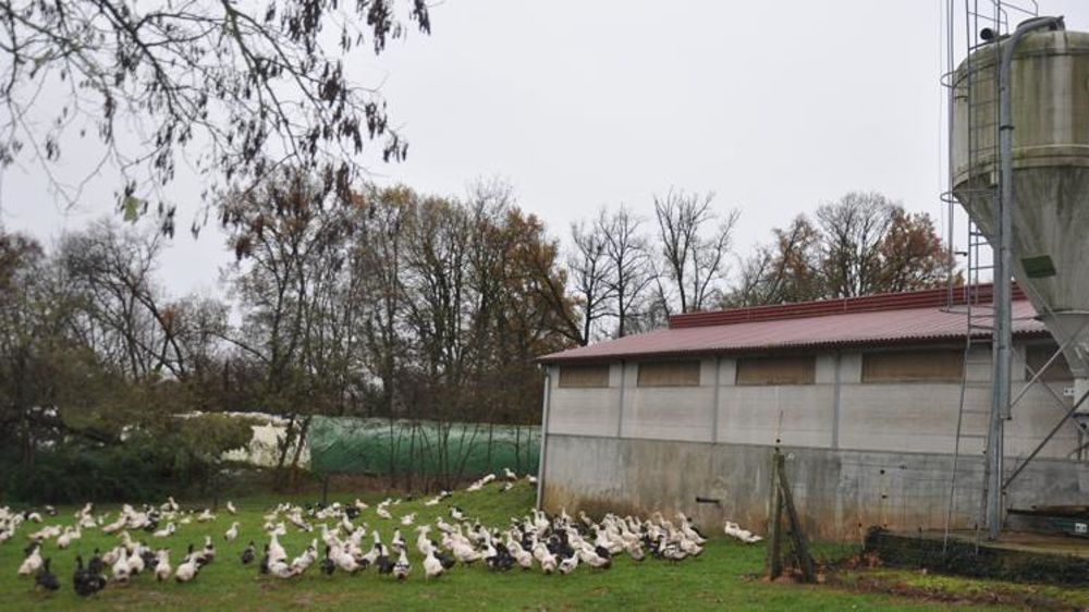 Le domaine de la Peyrouse, exploitation du lycée agricole de Périgueux, produit 23 000 canards par an dont un tiers est transformé sur place. © C.-H. Yvard
